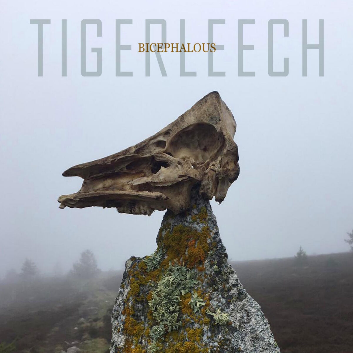 TIGERLEECH publican el segundo single y video de su próximo álbum