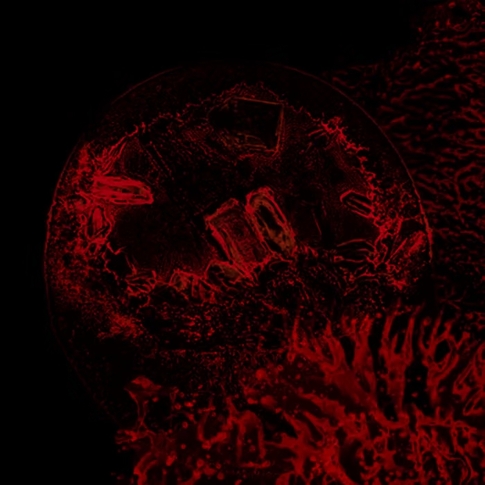IMPURE DECLARATION levanta un monolito sonoro con su debut Of Veins, Tendons And Bones